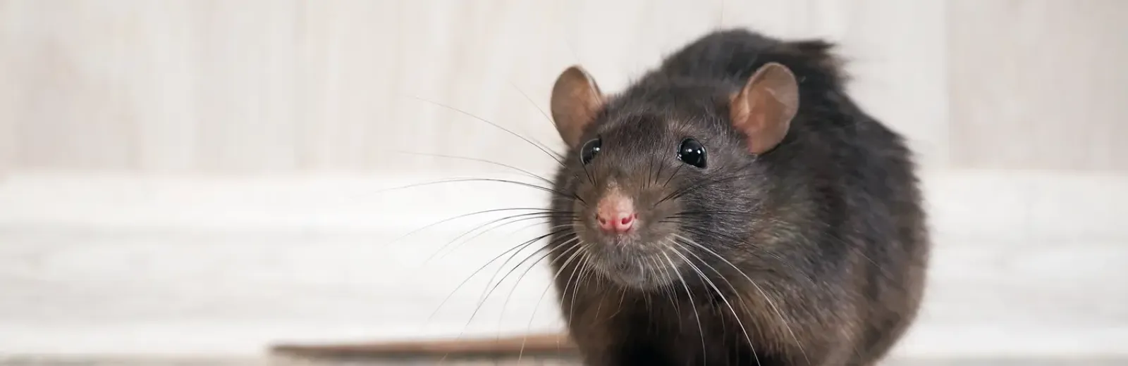 rat