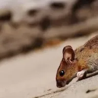 deer mouse on the ground