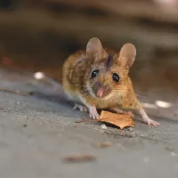 house mouse with a leaf
