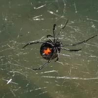 black widow spider in a web