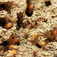 group of termites