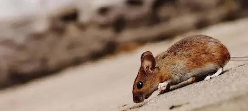deer mouse on the ground
