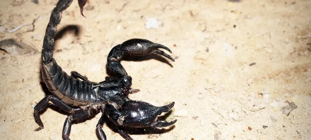 scorpion