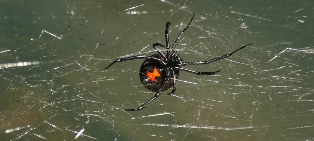 black widow spider in a web