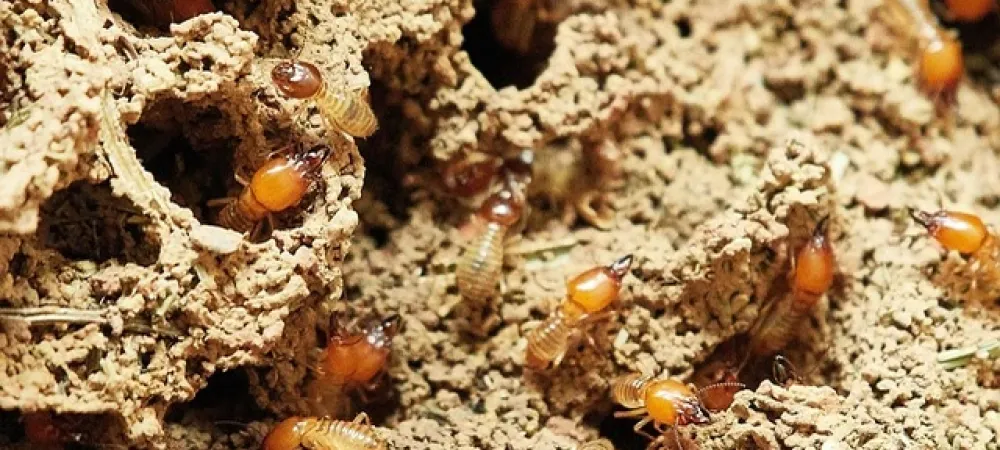 group of termites
