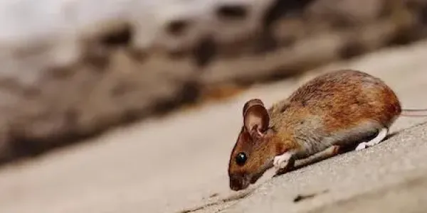deer mouse on the ground