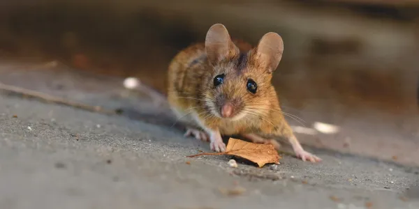 house mouse with a leaf