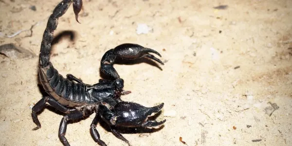 scorpion