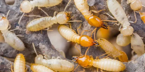 termite