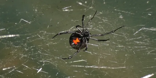 black widow spider in a web