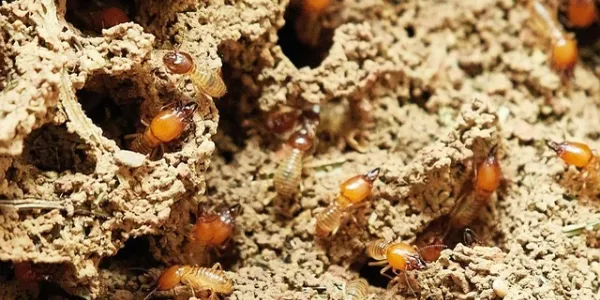 group of termites