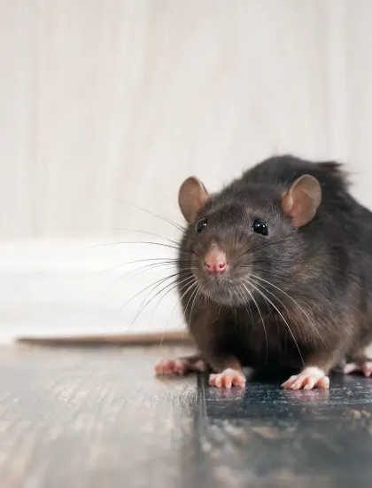rat