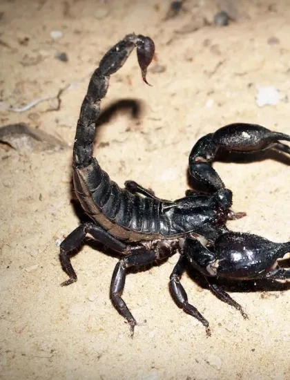 scorpion